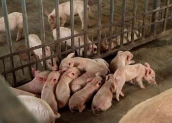 ਸੂਰ ਫਾਰਮ ਕਿਵੇਂ ਸ਼ੁਰੂ ਕਰੀਏ? ਇੱਕ ਸੂਰੀ ਤੋਂ ਕਿੰਨਾ ਮੁਨਾਫਾ ਤੇ ਪੰਜਾਬ ਚ ਕਿੱਥੇ ਵੇਚੀਏ ਸੂਰਾਂ ਨੂੰ?