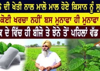 ਪੁਦੀਨੇ ਦੀ ਖੇਤੀ ਨਾਲ ਮਾਲੋ ਮਾਲ ਹੋਏ ਕਿਸਾਨ ਨੂੰ ਸੁਣਿਓ