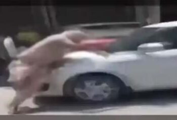 ਪਟਿਆਲਾ ‘ਚ ASI ‘ਤੇ ਗੱਡੀ ਚੜ੍ਹਾਉਣ ਵਾਲਾ ਸ਼ਖ਼ਸ ਪੁਲਿਸ ਨੇ ਗ੍ਰਿਫਤਾਰ ਕੀਤਾ |