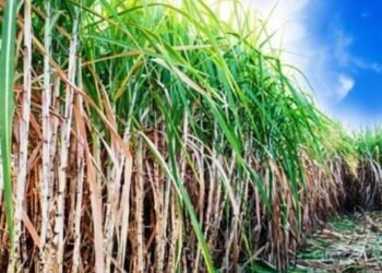 3 ਸਾਲਾਂ ਬਾਅਦ ਗੰਨੇ ਦੇ ਭਾਅ ’ਚ ਸਿਰਫ 15 ਰੁਪਏ ਵਾਧਾ, ਕਿਸਾਨ ਬੋਲੇ ਭਾਅ ਰੱਦ |