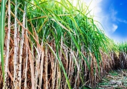 3 ਸਾਲਾਂ ਬਾਅਦ ਗੰਨੇ ਦੇ ਭਾਅ ’ਚ ਸਿਰਫ 15 ਰੁਪਏ ਵਾਧਾ, ਕਿਸਾਨ ਬੋਲੇ ਭਾਅ ਰੱਦ |