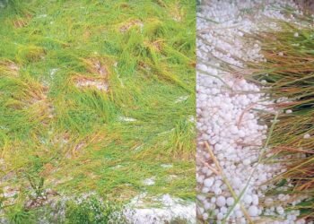 ਬੇਮੌਸਮੀ ਬਾਰਸ਼ ਨੇ ਪੰਜਾਬ ‘ਚ ਮਚਾਈ ਤਬਾਹੀ,ਗੜਿਆਂ ਤੇ ਮੀਂਹ ਕਾਰਨ ਫ਼ਸਲਾਂ ਨੁਕਸਾਨੀਆਂ |