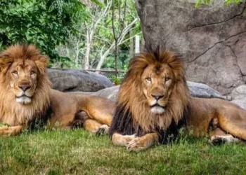 ਸਿੰਗਾਪੁਰ ਦੇ ਚਿੜੀਆਘਰ ‘ਚ ਚਾਰ ਏਸ਼ੀਆਈ ਸ਼ੇਰ ਕੋਰੋਨਾ ਪੌਜ਼ਿਟਿਵ  |