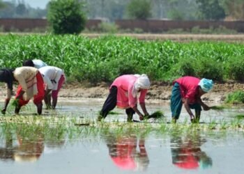 ਪੜਾਅਵਾਰ ਹੋਵੇਗੀ ਝੋਨੇ ਦੀ ਬਿਜਾਈ, ਪੰਜਾਬ ਸਰਕਾਰ ਵੱਲੋਂ ਤਰੀਕਾਂ ਦਾ ਐਲਾਨ |