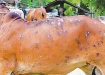 ‘ਲੰਪੀ ਸਕਿਨ’ ਬਿਮਾਰੀ ਦੀ ਵੈਕਸੀਨ ਤਿਆਰ |