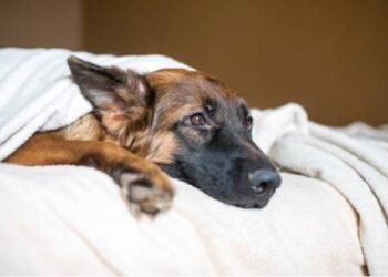 ਬੰਦੇ ਦੀ ਹਵਸ ਦਾ ਸ਼ਿਕਾਰ ਹੋਈ ਜਰਮਨ ਸ਼ੈੱਫਰਡ ਕੁੱਤੀ, ਹੈਵਾਨੀਅਤ ਦੀਆਂ ਸਾਰੀਆਂ ਹੱਦਾਂ ਪਾਰ