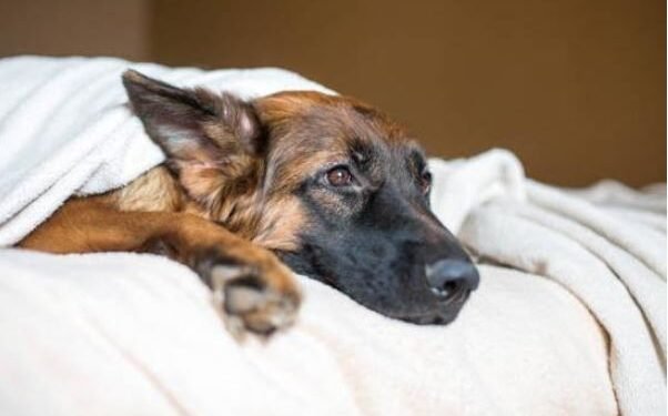 ਬੰਦੇ ਦੀ ਹਵਸ ਦਾ ਸ਼ਿਕਾਰ ਹੋਈ ਜਰਮਨ ਸ਼ੈੱਫਰਡ ਕੁੱਤੀ, ਹੈਵਾਨੀਅਤ ਦੀਆਂ ਸਾਰੀਆਂ ਹੱਦਾਂ ਪਾਰ