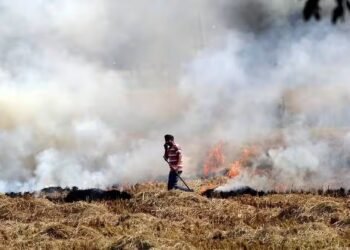 ਪੰਜਾਬ ਵਿੱਚ ਪਰਾਲੀ ਸਾੜਨ ਦੇ ਮਾਮਲੇ 1000 ਦੇ ਪਾਰ, ਸਭ ਤੋਂ ਵੱਧ ਪਰਾਲੀ ਸਾੜਨ ਦੇ ਮਾਮਲੇ ਪਟਿਆਲਾ ਜ਼ਿਲ੍ਹੇ ‘ਚ