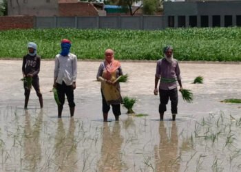 ਉੱਚ ਪੜ੍ਹਾਈਆਂ ਦੇ ਬਾਵਜੂਦ ਇੱਕੋ ਪਰਿਵਾਰ ਦੇ ਤਿੰਨ ਜੀਅ ਕਰ ਰਹੇ ਹਨ ਝੋਨੇ ਦੇ ਖੇਤਾਂ ‘ਚ ਮਜ਼ਦੂਰੀ