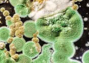 ਪੰਜਾਬ ‘ਤੇ ਹੁਣ Green Fungus ਦਾ ਵੀ ਮੰਡਰਾਇਆ ਖਤਰਾ- ਜਲੰਧਰ ‘ਚ 3 ਦਿਨਾਂ ਦੌਰਾਨ ਮਿਲਿਆ ਦੂਜਾ ਮਾਮਲਾ